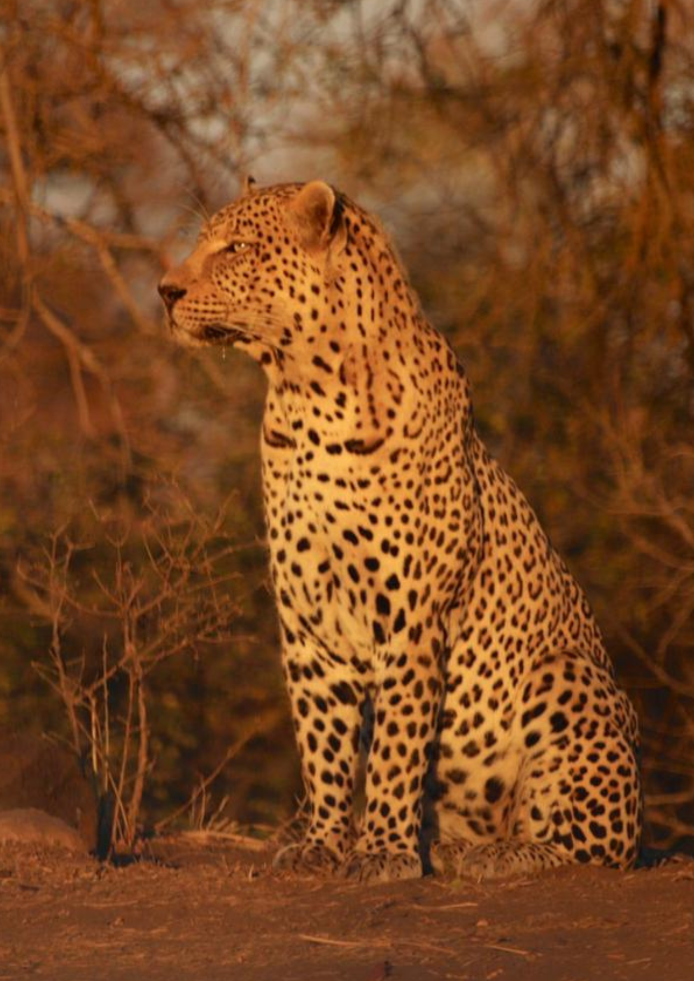 Black and Brown Conference Flyer